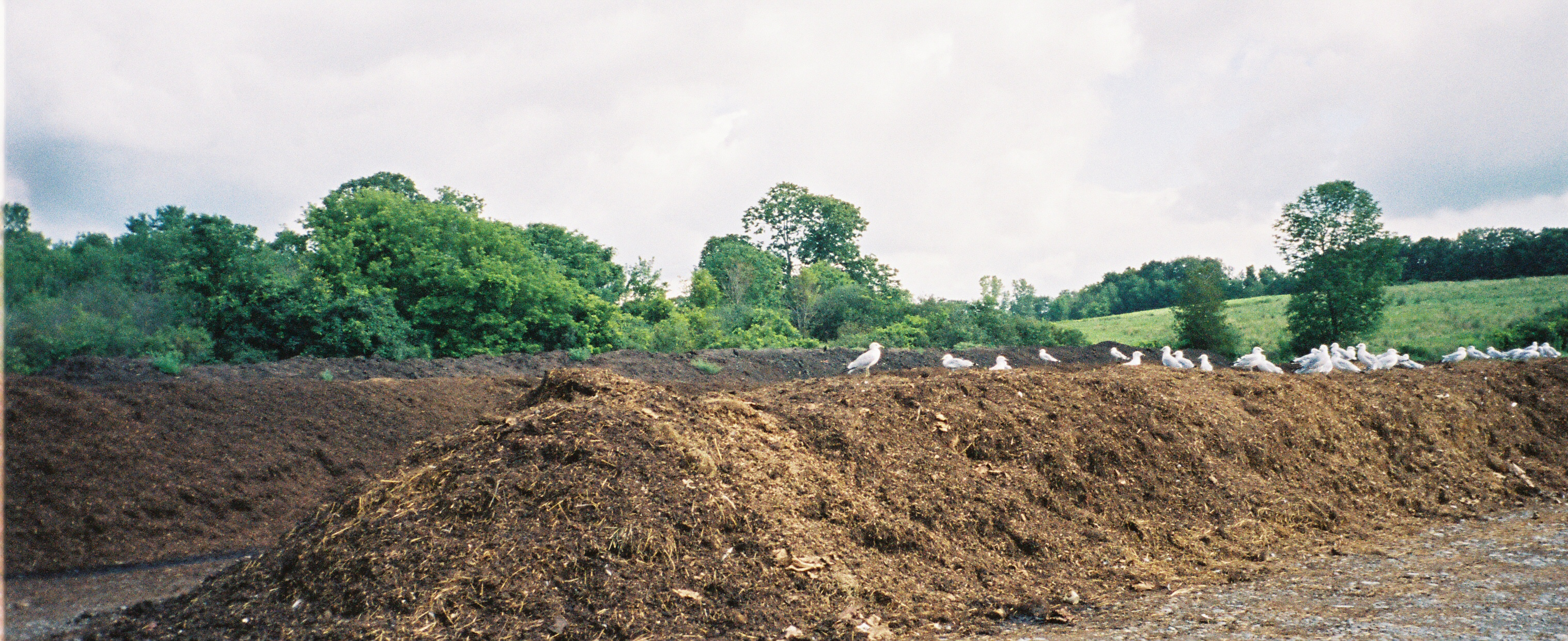 Piles of compost with birds