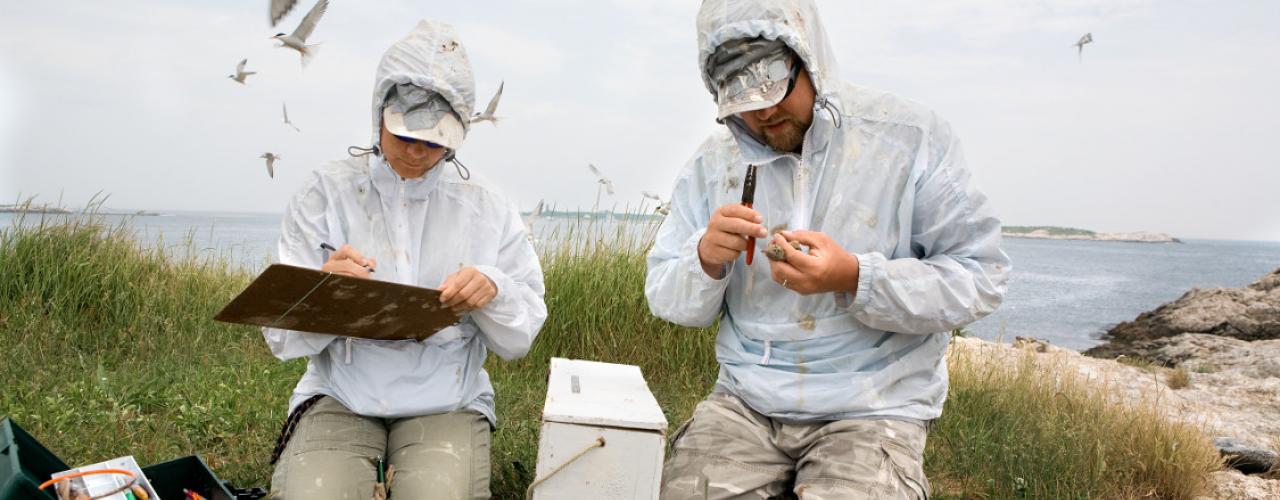 Researchers and students involved in the Shoals Marine Laboratory Tern Restoration Project. 